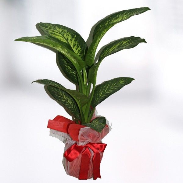 difenbahya-dieffenbachia-tropic-snow