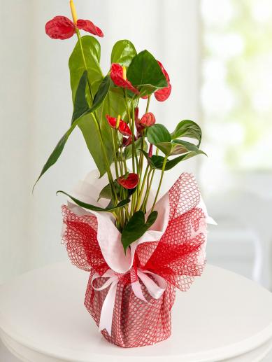 Kırmızı Antoryum (Anthurium )Saksı Çiçeği