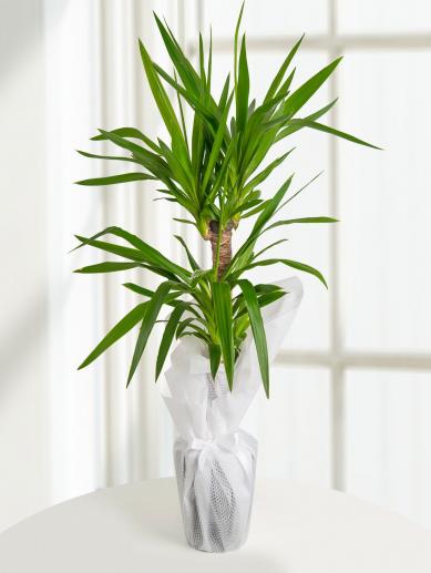 yukka-bitkisi-yucca-massengena-2-govdeli-90-150-cm